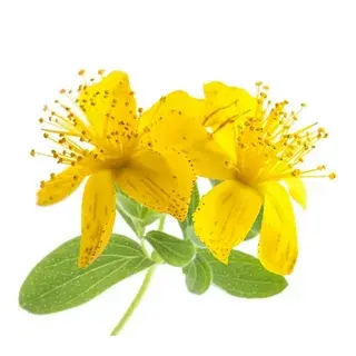 St John's Wort Extract Powder St John's Wort Extract Powder