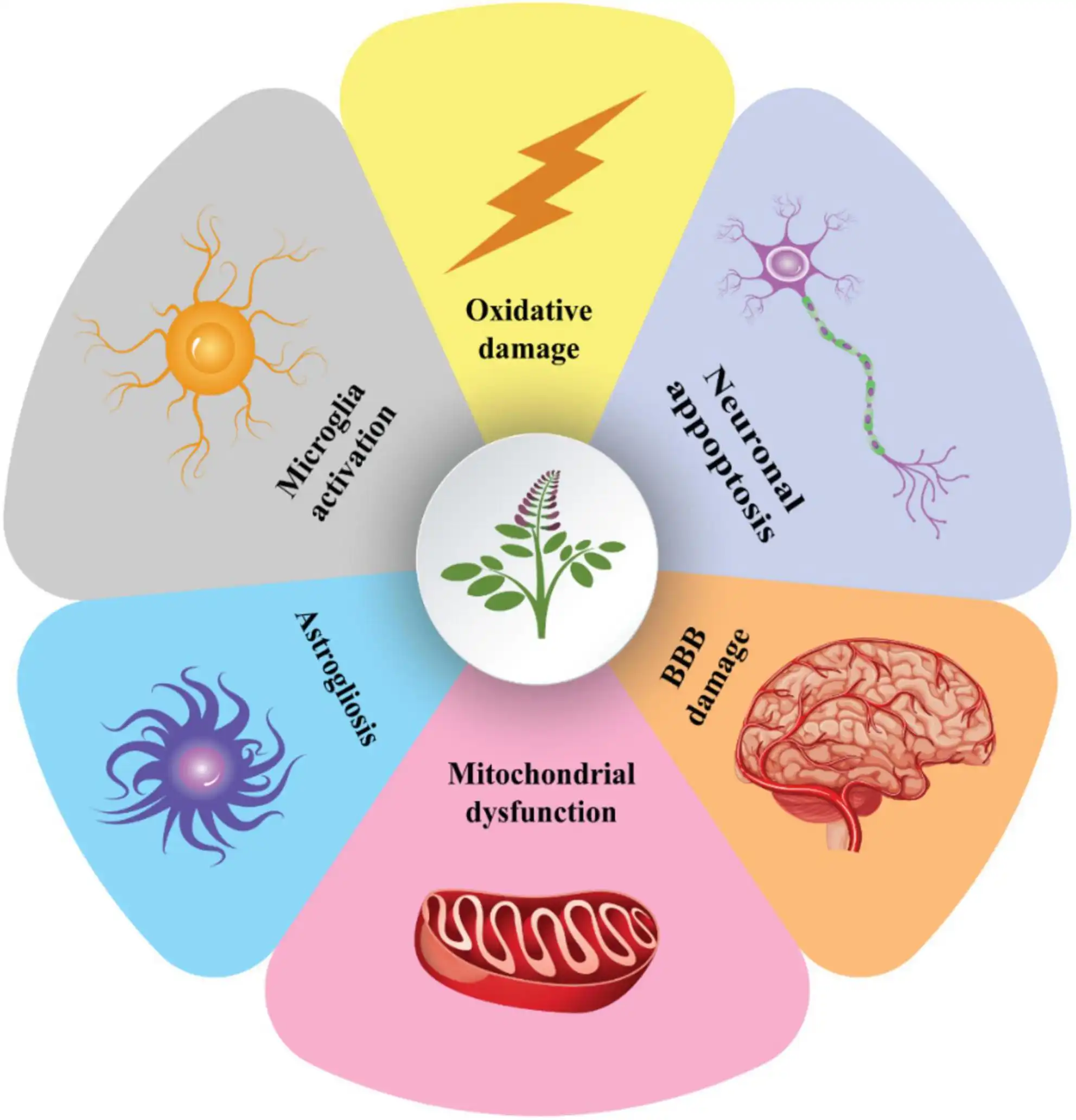 Disodium Glycyrrhizinate Disodium Glycyrrhizinate