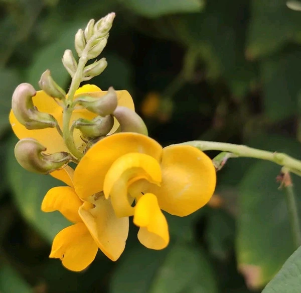 Cytisine
