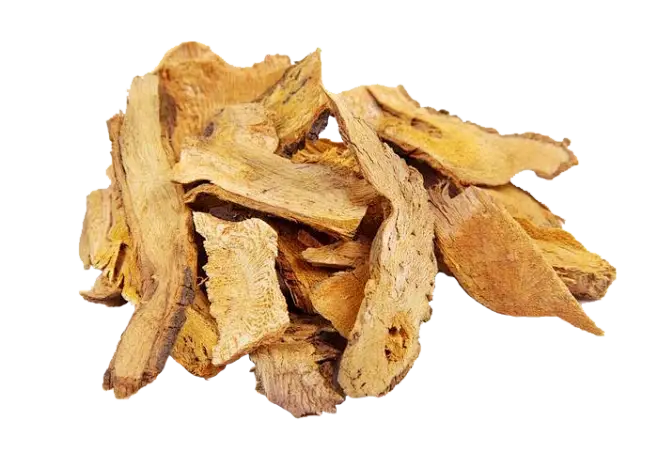 Polygonum cuspidatum