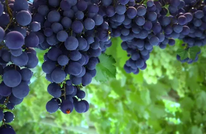grape