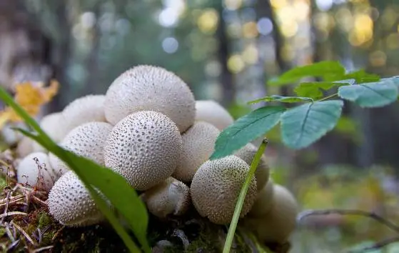 Ergothioneine Ergothioneine