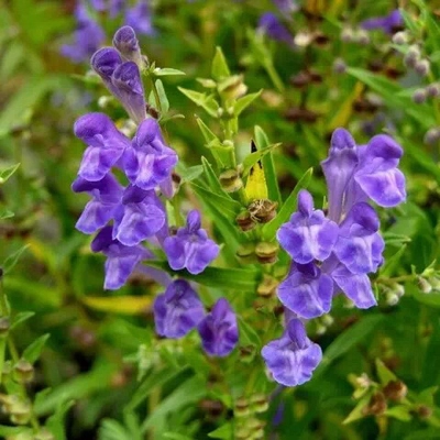Scutellaria Baicalensis Scutellaria Baicalensis