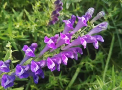 Scutellaria Baicalensis Scutellaria Baicalensis