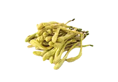 Honeysuckle Extract Honeysuckle Extract