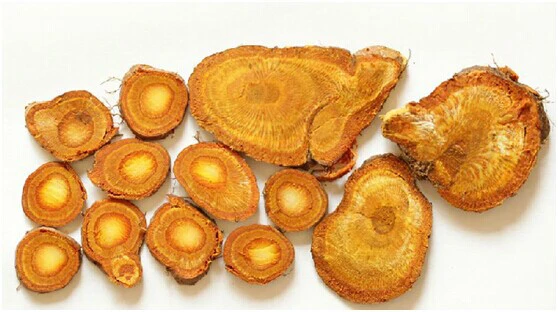 Polygonum cuspidatum Polygonum cuspidatum