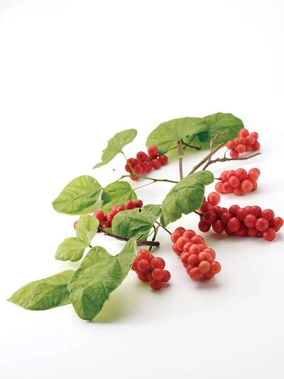 Schisandra Chinensis Extract Schisandra Chinensis Extract