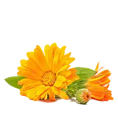Chrysanthemum Extract Powder Chrysanthemum Extract Powder