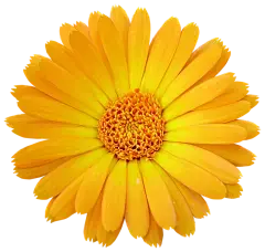 chrysanthemum extract powder chrysanthemum extract powder