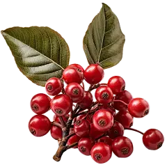 schisandra chinensis extract schisandra chinensis extract