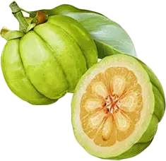 Garcinia Cambogia Extract Powder Garcinia Cambogia Extract Powder
