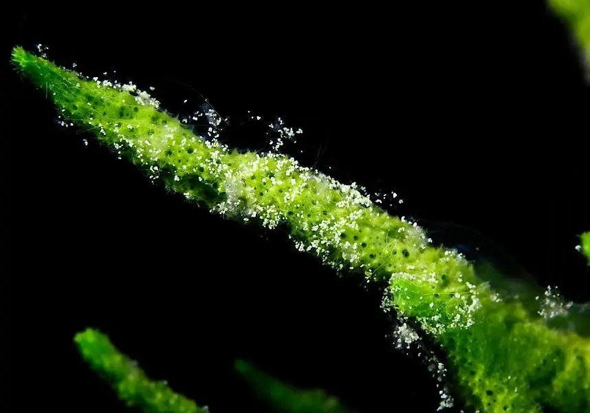 Hydrolyzed Sponge Extract