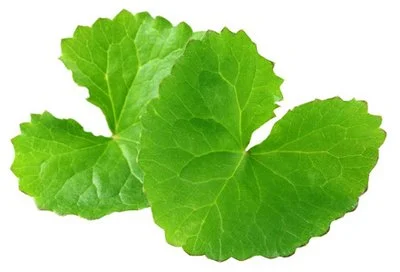 madecassoside powder madecassoside powder