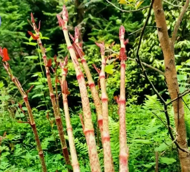 Polygonum cuspidatum Polygonum cuspidatum