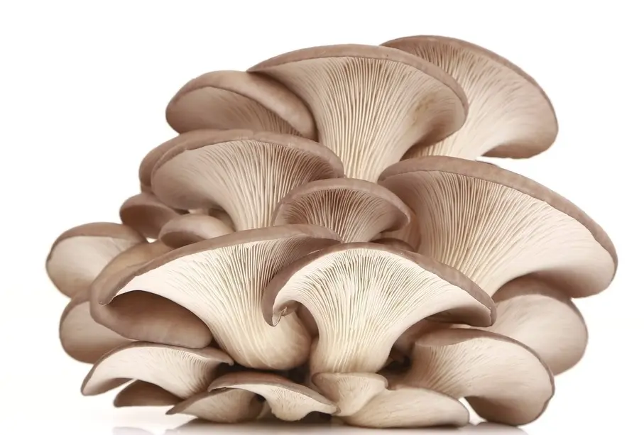 ergothioneine ergothioneine