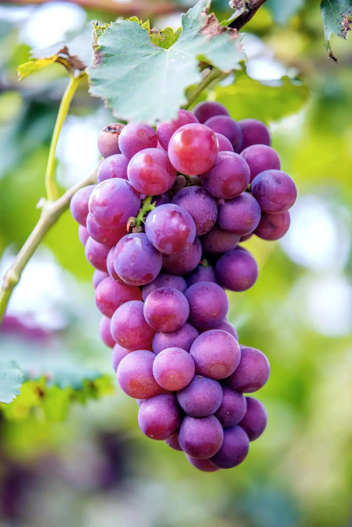 grape
