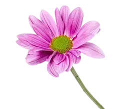 Echinacea Purpurea Extract Powder Echinacea Purpurea Extract Powder