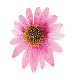 Echinacea Purpurea Extract Powder Echinacea Purpurea Extract Powder