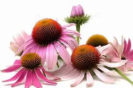Echinacea Purpurea Extract Powder Echinacea Purpurea Extract Powder