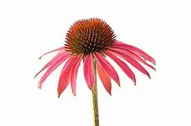 echinacea purpurea extract powder echinacea purpurea extract powder