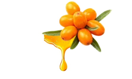 organic Sea Buckthorn Oil organic Sea Buckthorn Oil