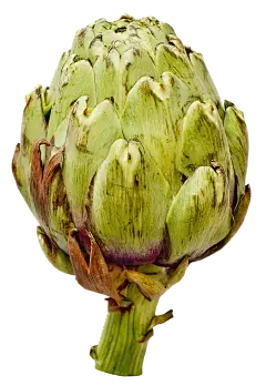 artichoke extract powder artichoke extract powder