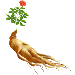 American Ginseng Extract Powder