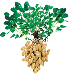 Pure Luteolin Powder Pure Luteolin Powder