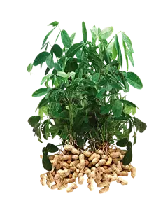 Luteolin bulk powder Luteolin bulk powder