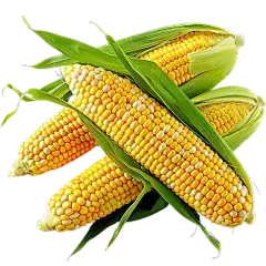 xylooligosaccharide powder xylooligosaccharide powder