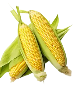 xylooligosaccharide powder xylooligosaccharide powder