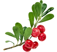 Deoxyarbutin Powder Deoxyarbutin Powder