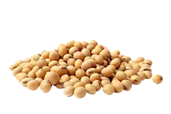 soybean extract soybean extract