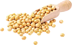 Soybean Extract Soybean Extract