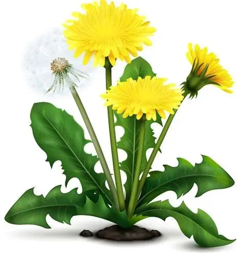 Dandelion Root Extract Powder Dandelion Root Extract Powder