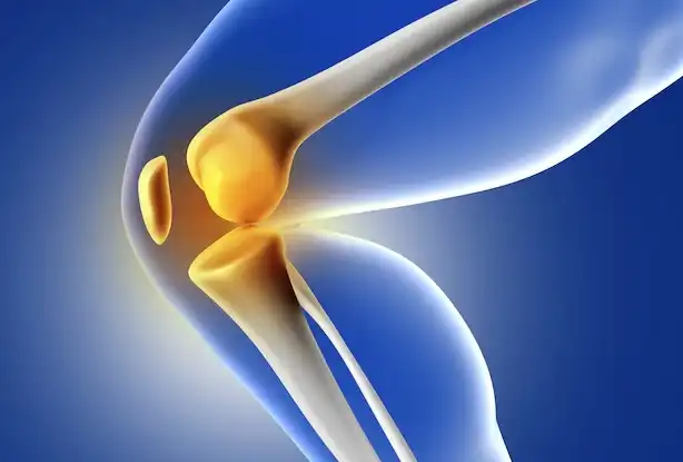 Phellodendron Extract for joint