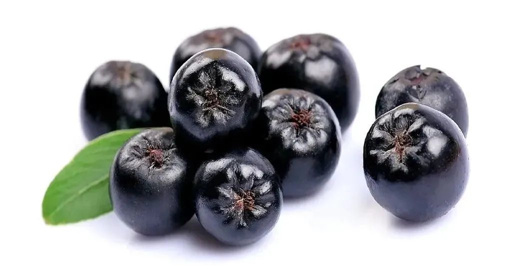 Aronia Extract Powder Aronia Extract Powder