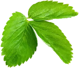 Mulberry leaf extract powder