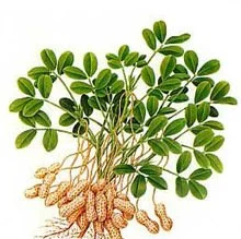 luteolin powder luteolin powder