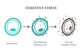 Reduction of Oxidative Stress Reduction of Oxidative Stress