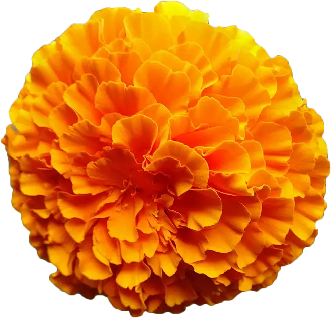 Lutein Powder Lutein Powder