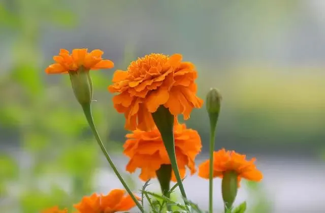 Lutein Powder
