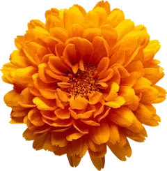lutein powder