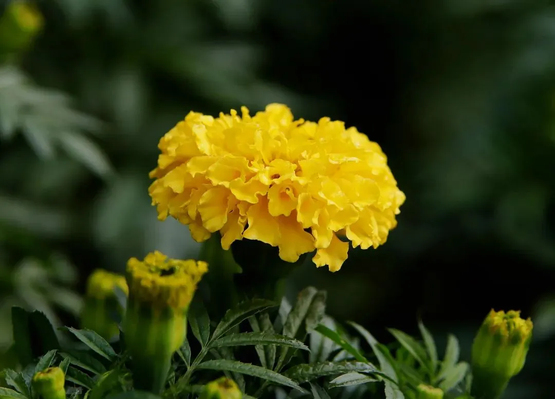 lutein powder