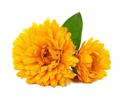 Lutein Powder