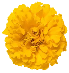 Lutein Powder