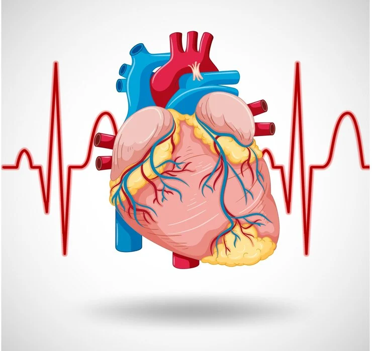 Cardiovascular