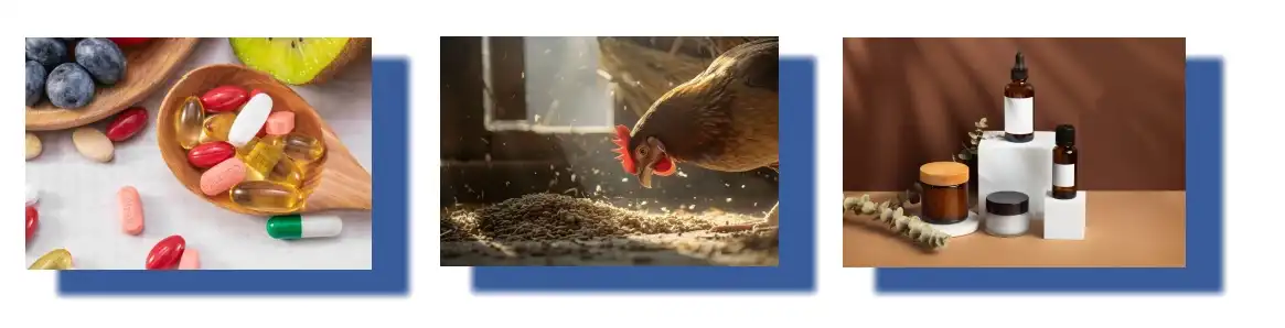 Application of Hovenia Dulcis Extract Application of Hovenia Dulcis Extract