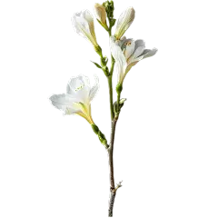 Yucca Extract Powder Yucca Extract Powder