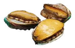 Abalone Peptide Abalone Peptide
